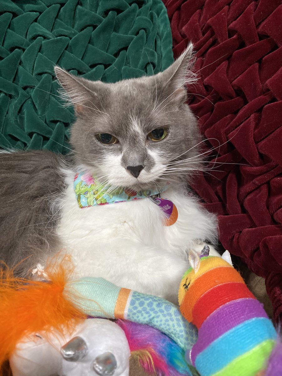 kinleywestie's tweet image. Happy #birthday Angelique! kinleywestie.blogspot.com/2023/06/happy-…