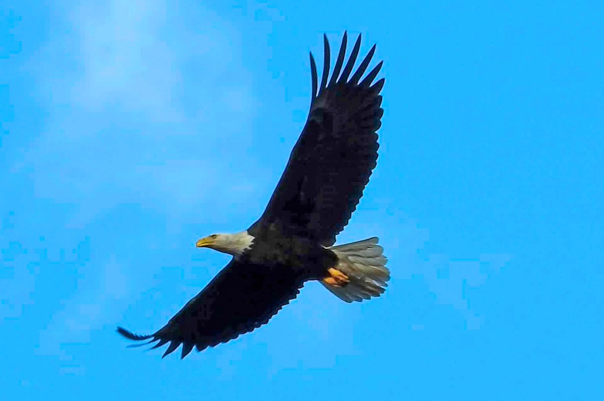 jgnursing's tweet photo. #NationalAmericanEagleDay #baldeagles https://t.co/eLbswgNE2H