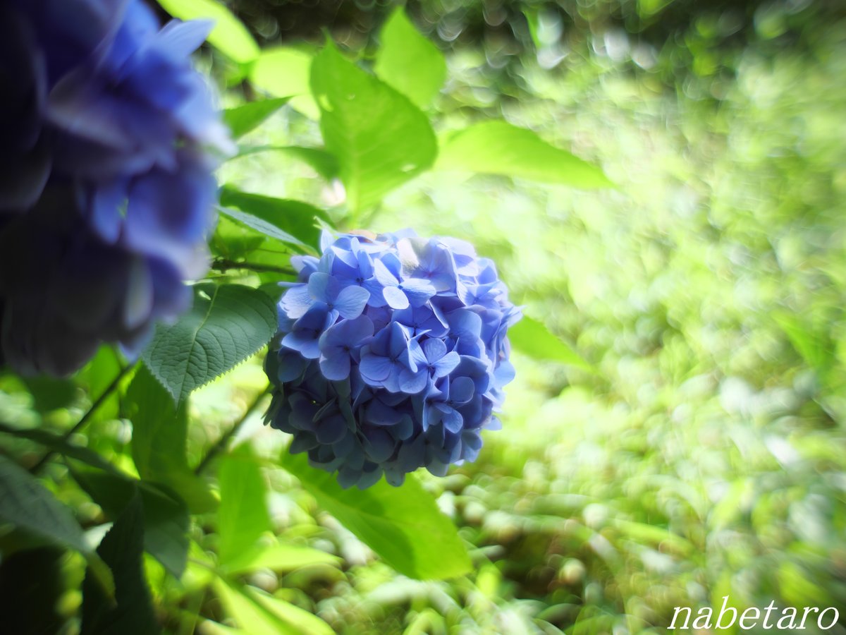 おはようございます(・ω・)

Kern-Paillard SWITAR RX 25mm F1.4
#写真好きな人と繋がりたい #ファインダーの越しの私の世界 #キリトリセカイ #花写真 #オールドレンズ #オールドレンズ倶楽部 #Cマウント #あじさい #紫陽花