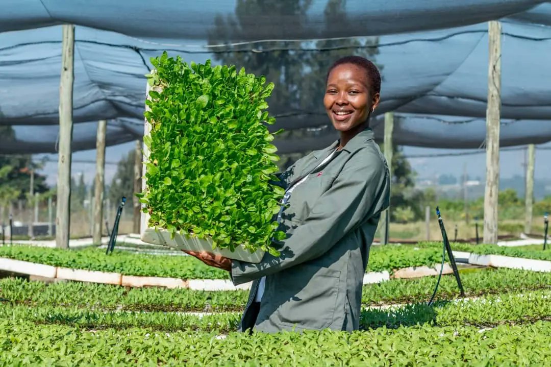 Agriculture is one of the safest and most reliable options to pursue in business. Other industries may come and go, but agriculture is here to stay because we are always going to need food and nutrition.