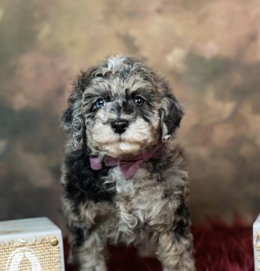 PHATPAPAJUNE's tweet image. Newest addition to the family #Godmedalbreed #JunesChampionshipPoodles #puppies  20,000$ 10,000 deposit #akc