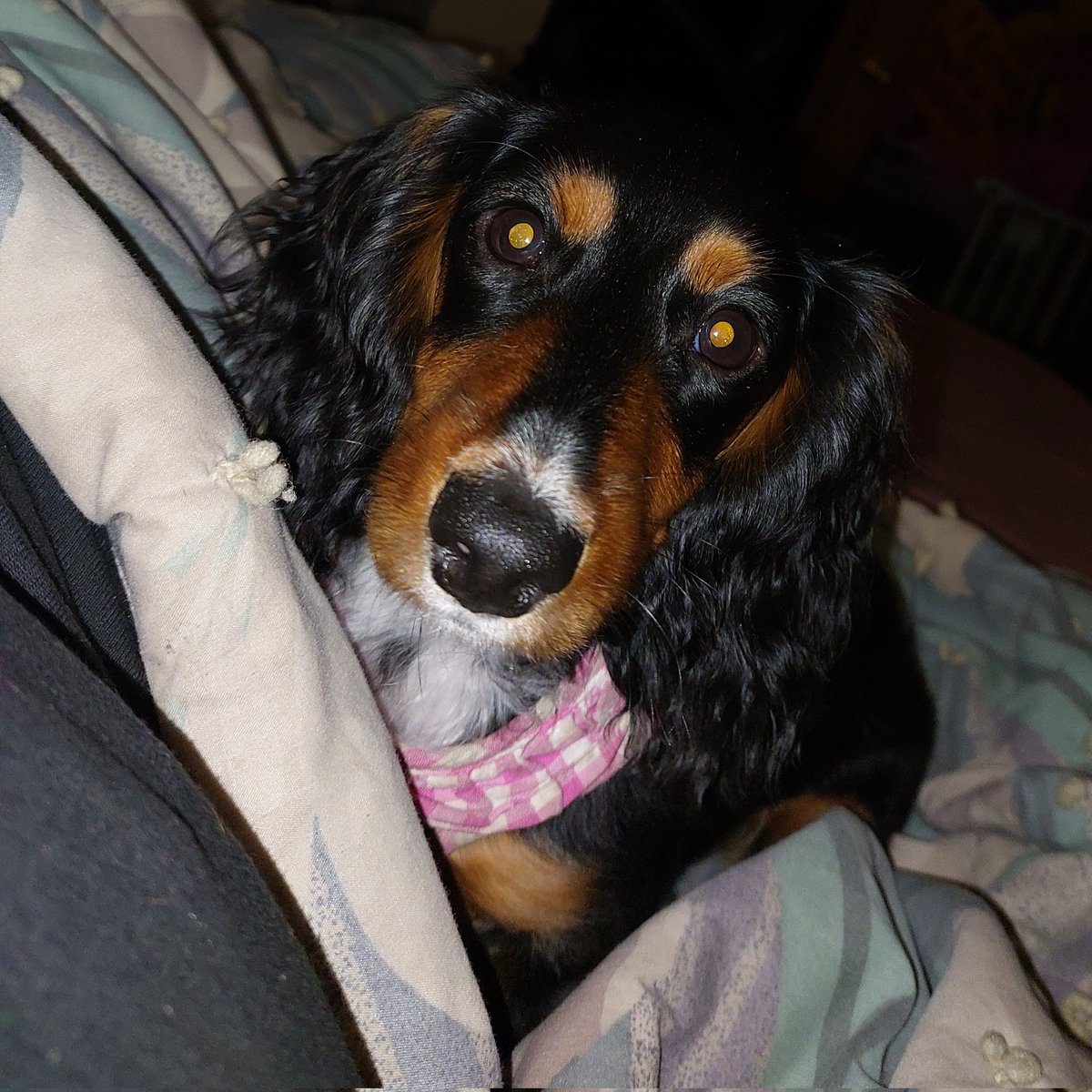 It officially da Summer Solstice.  Mommy also tells me it National Dachshund Day too!  It me firstest ever!  #HappySummerSolstice and #DachshundDay!