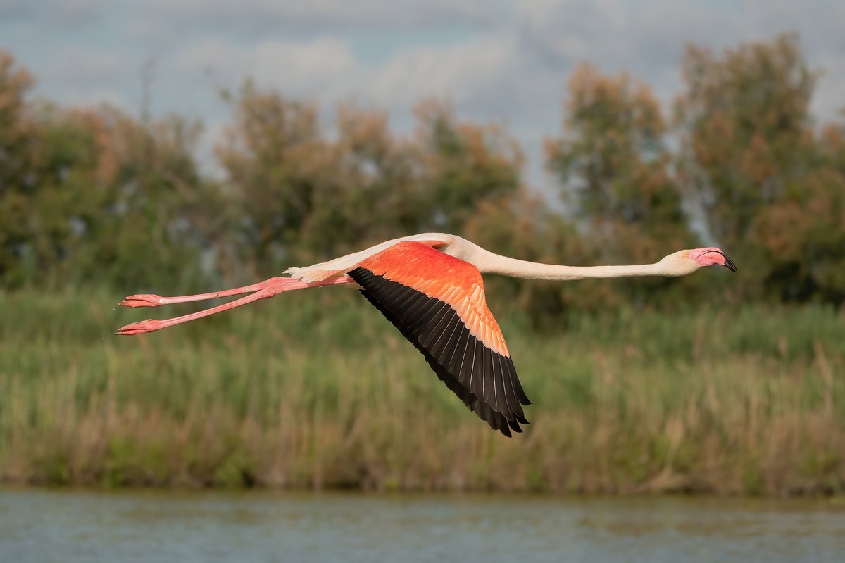 Greater Flamingo. Camargue, France #BirdsOfTwitter #BirdsSeenIn2023