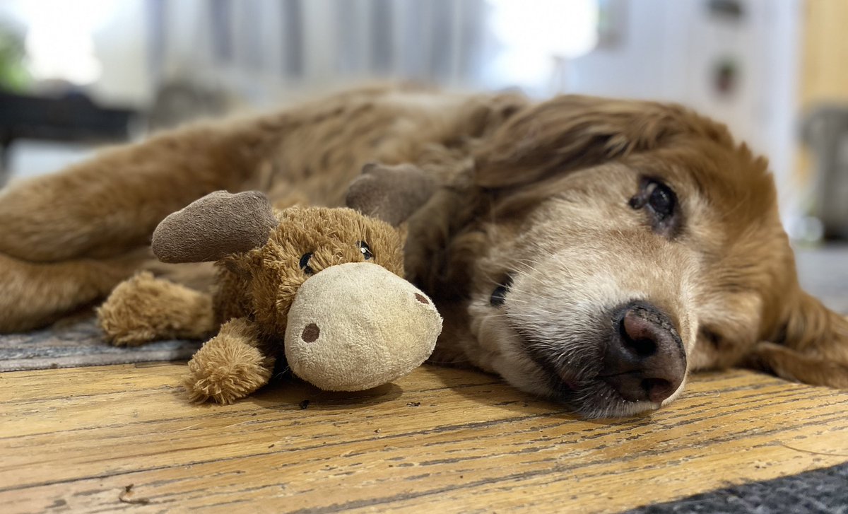 “My moose was lost. Now he’s found.”
—Ernie
#dogsoftwitter #BrooksHaven #grc #dogcelebration #goldenretriever #favoritetoy #BestFriend #bestfriends #moose #naptime #nap #dog