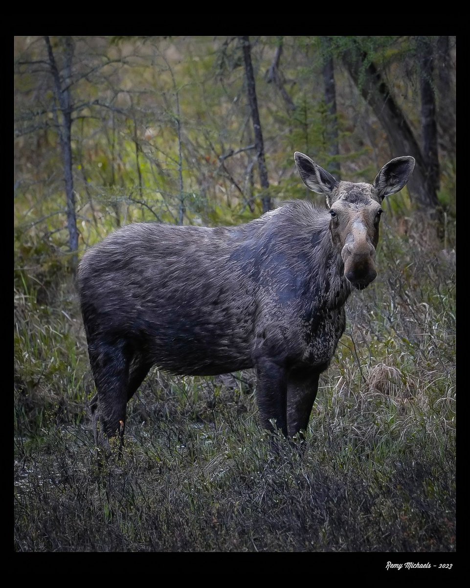 'NORTHERN FRIENDS' instagram.com/p/CtvYV69ACD3/… #CanadianGeographic #NationalGeographic #AlgonquinPark #Moose #Spring #WildlifePhotography #OntarioParks #PicOfTheDay #BirdPhotography #CanadianWildlife #Muskoka #Huntsville #Gravenhurst #Art #Earth 🦌📸 🇨🇦