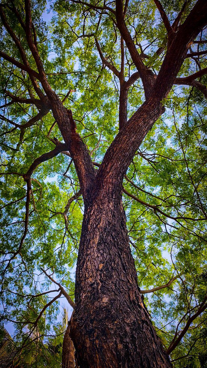 Good Morning beautiful Treepeople 🌿💚🌿

#trees #nature #treeclub