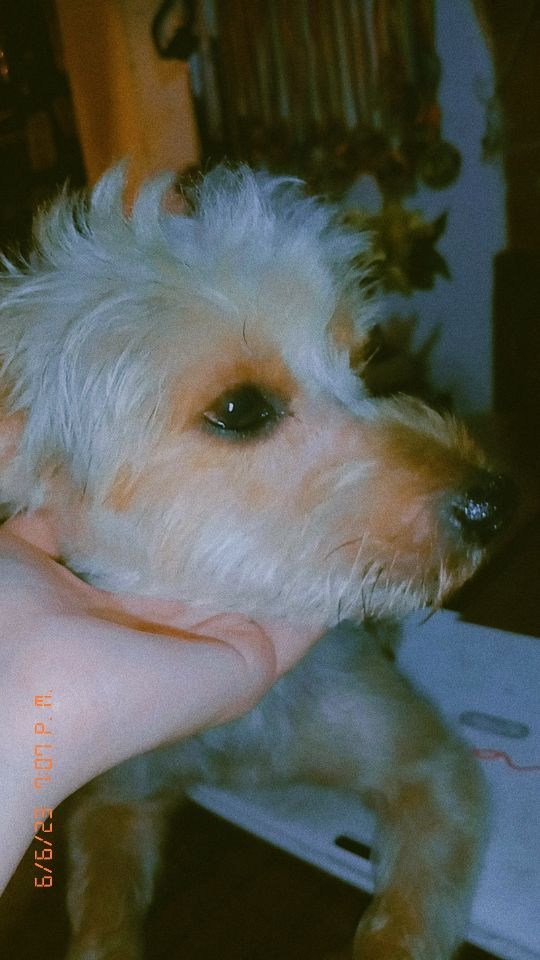 2020/2023✨ Ya no es un cachorrito 🥺