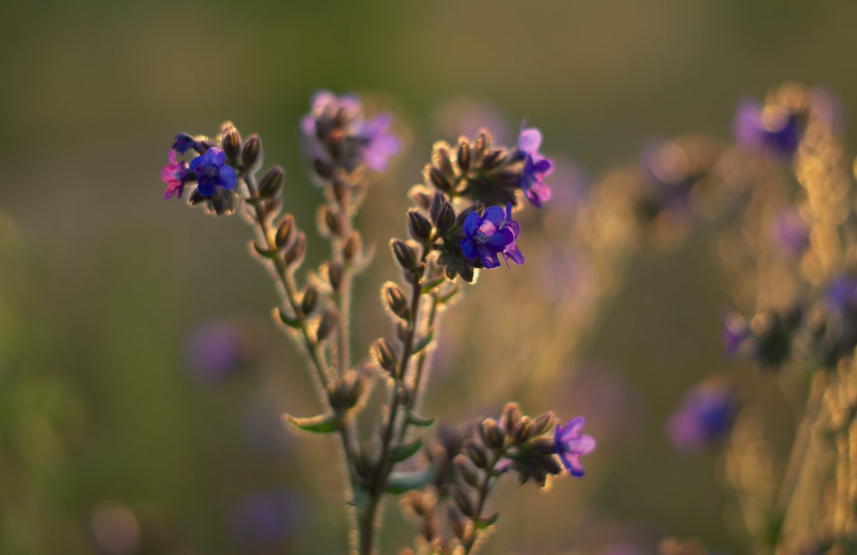 A plant en the summer sun ☀️

#Denmark #NaturePhotography #SonyAlpha #photooftheday #June21th #WednesdayVibes #WednesdayMorning #Wednesday #Flowers 

📸Dorte Hedengran