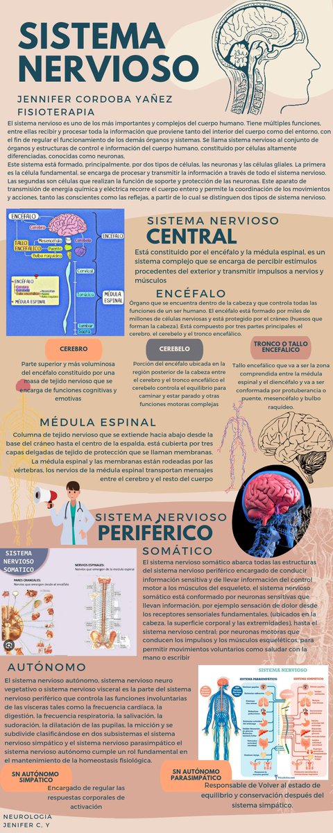 #Sistemanervioso #Fisioterapia #Neurología