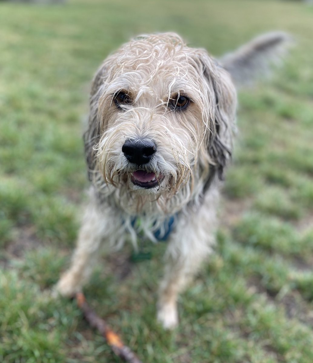 ATCCharly's tweet photo. @flyairnorth Chester is sending you a high 5 paw for your Pets on Jets program!  Thanks for making it so easy for us to travel with him.  You are always awesome but you especially shine when things that can be stressful are made so easy by your fabulous team!  Thank you! 🐾 https://t.co/1eGxoS3ON5