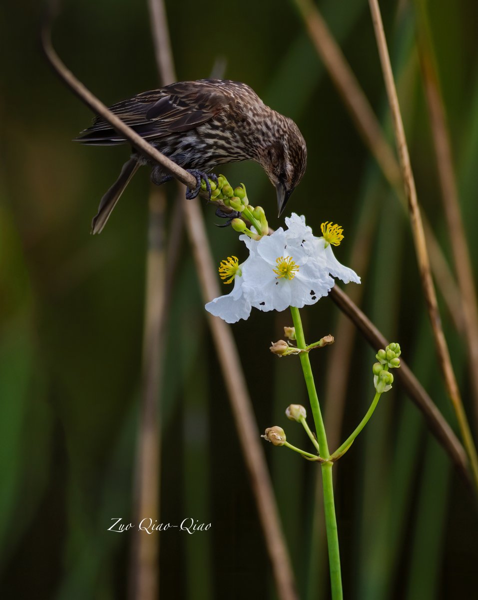 Female Red-winged Blackbird on a Duck Potato Plant, native to the #Everglade region of #Florida .
P.S. The #native plant got its namesake because #ducks will use the plant as a #Food source. Ducks that live in shallow #wetlands tend to eat the plant’s seeds, tubes, and “stems”.