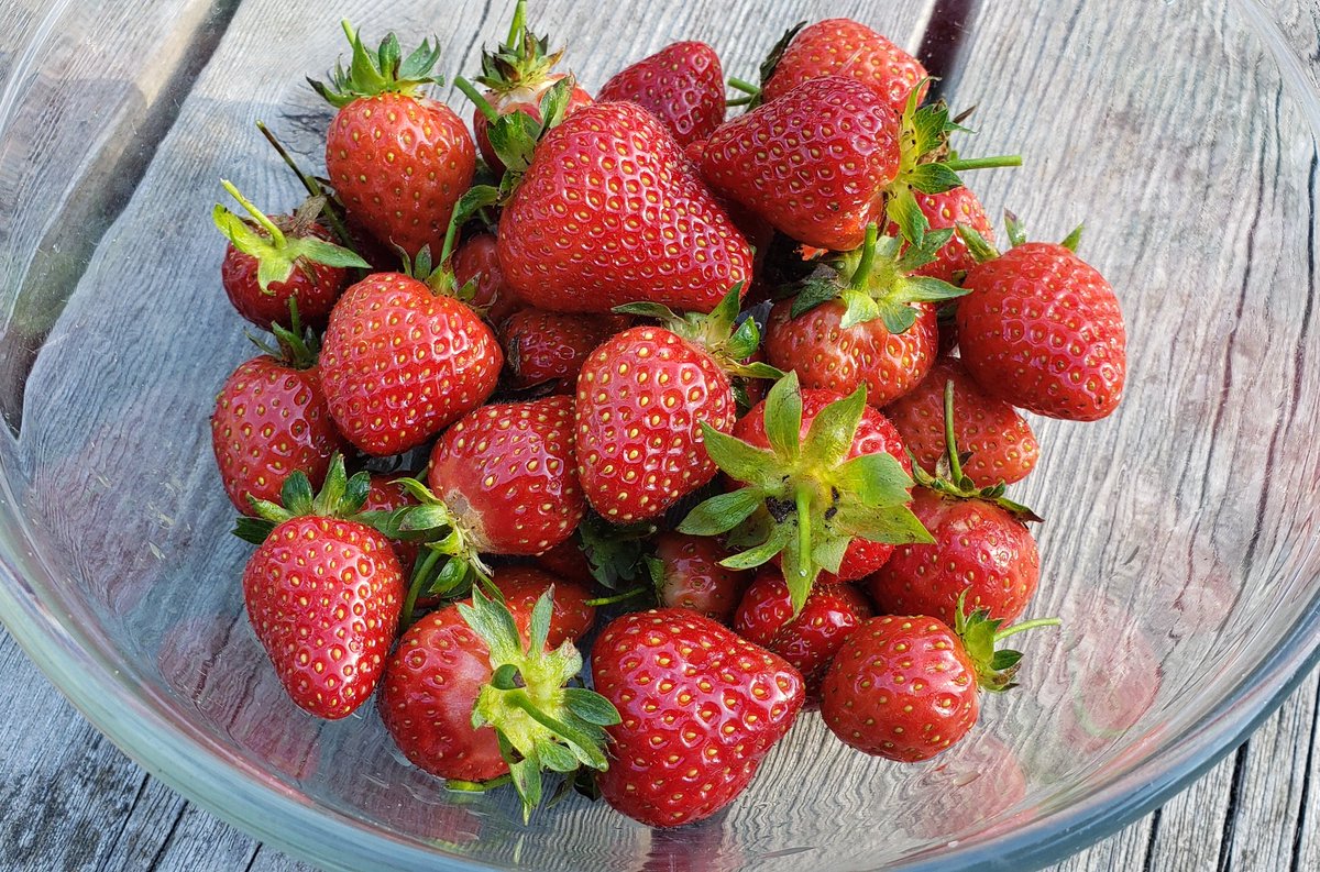 Homegrown strawberries are the best strawberries 🍓👩‍🌾
#GrowYourOwn #gardening