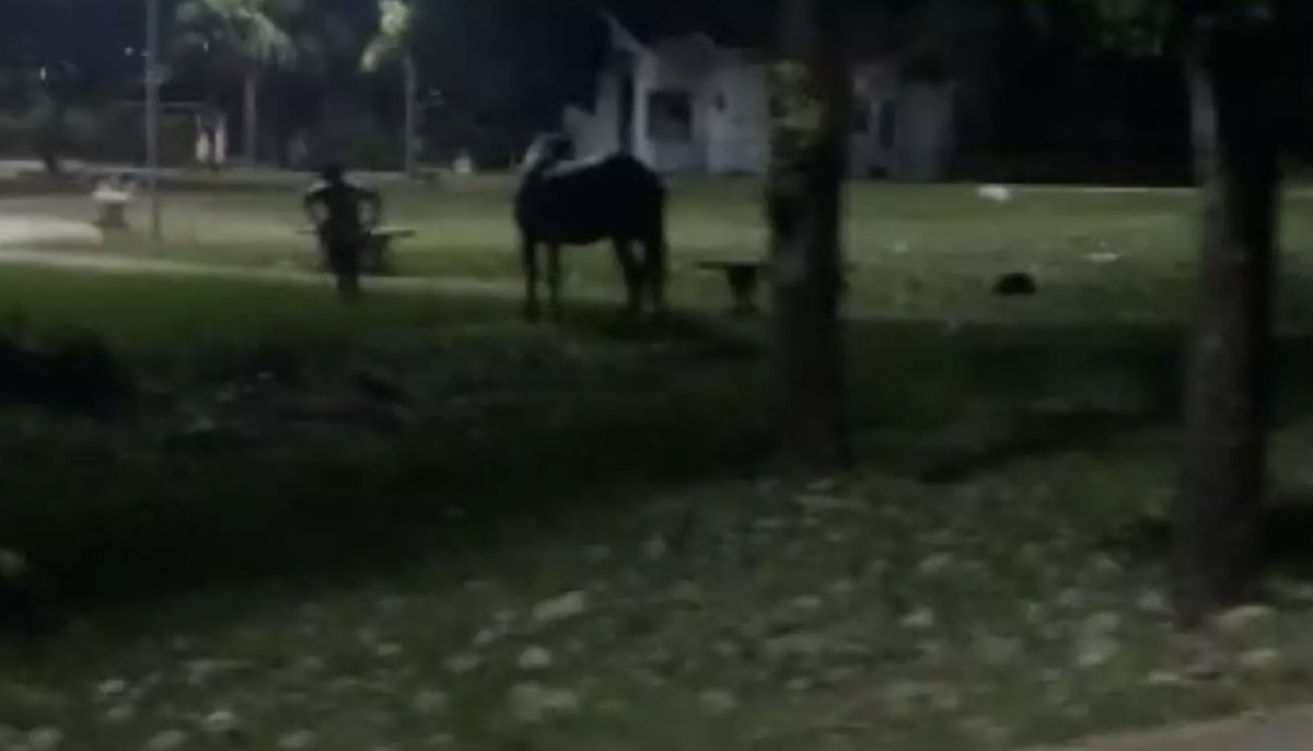 manaustime's tweet image. #Tarado: homem é #preso enquanto estuprava égua em #praçapública
manaustime.com/tarado-homem-e…