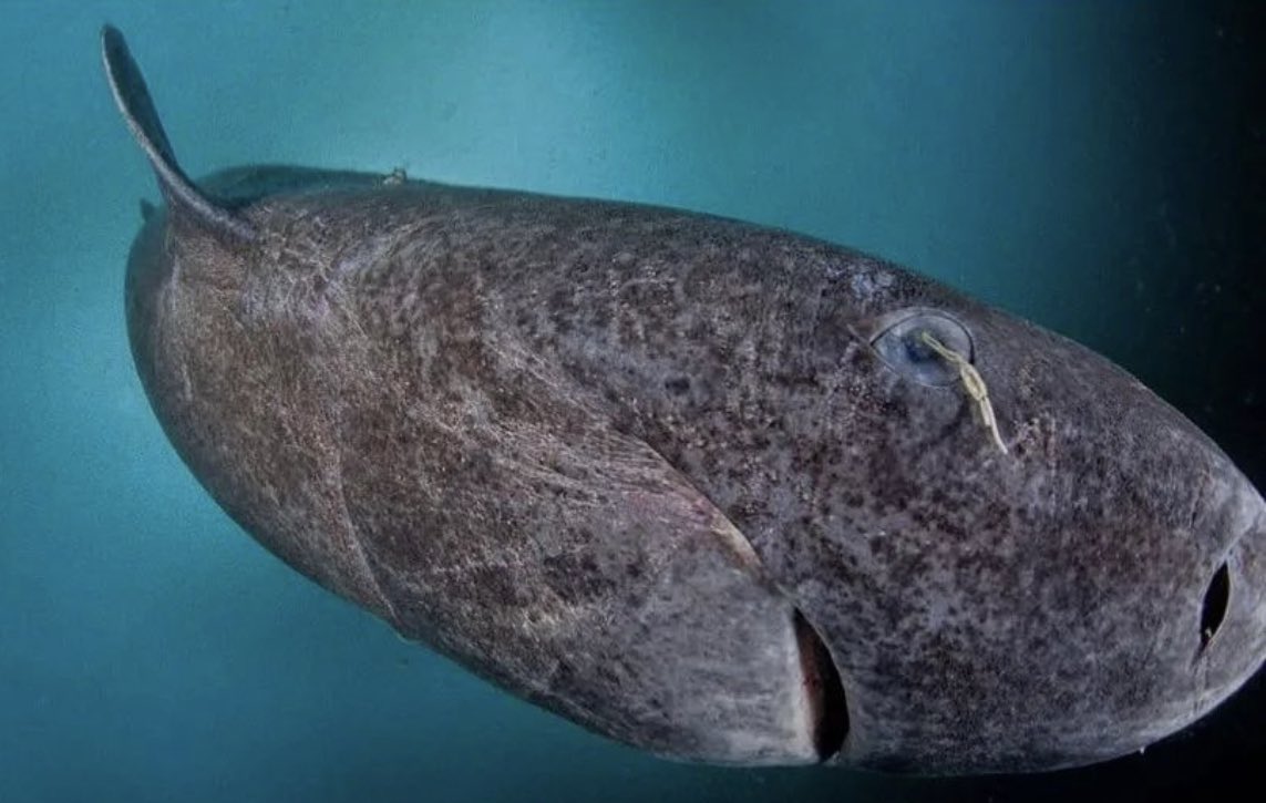The Greenland shark is a fascinating species known for its impressive longevity. It is believed to have one of the longest lifespans among all animals on Earth. In fact, some Greenland sharks have been estimated to live up to 500 years old, making them older than the United…