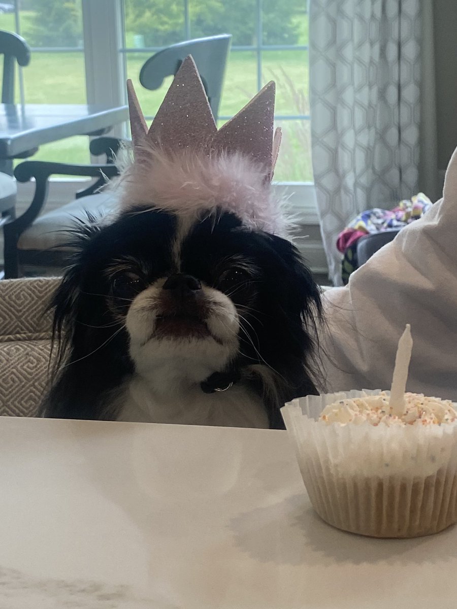 Happy 12th Birthday Lucy! #japanesechin #dogs