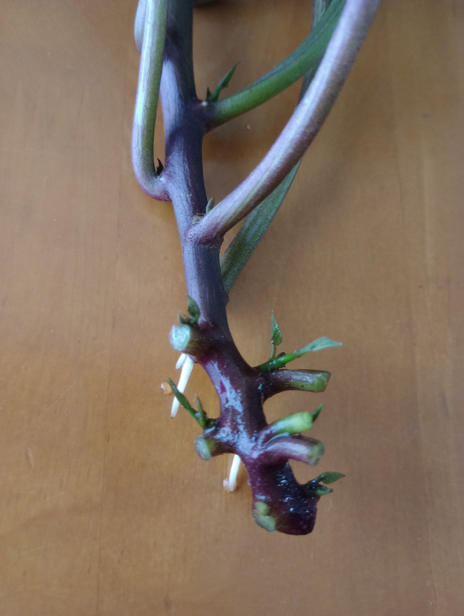 nononcorocoro's tweet photo. ようやく今頃になってそこそこ大きくなったので1つ追加で植えてみました。その前に家に持ち帰り先だけ水に付けておくと2日ほどで発根。この方法だと確実に畑で根付きます https://t.co/bGIuWllKK8