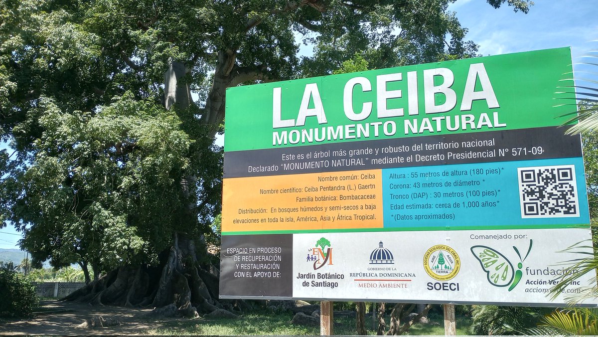 mocaespaillatrd's tweet image. &quot; La Ceiba &quot;
Monumento Natural 
Decreto 571-09
#FelizMartesATodos #RDPorLoAlto

📷: @mocaespaillatrd
