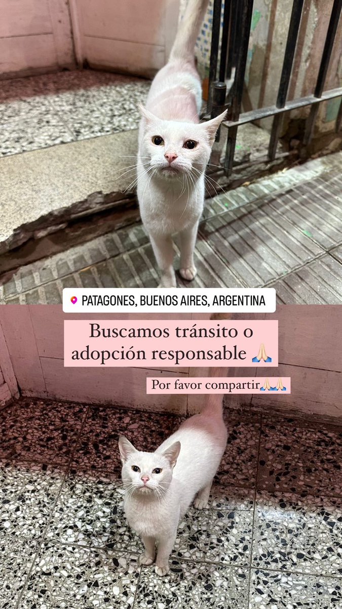_RocioHerrero's tweet photo. Por favor compartir🙏🏻🙏🏻 https://t.co/4xPqND6jGX