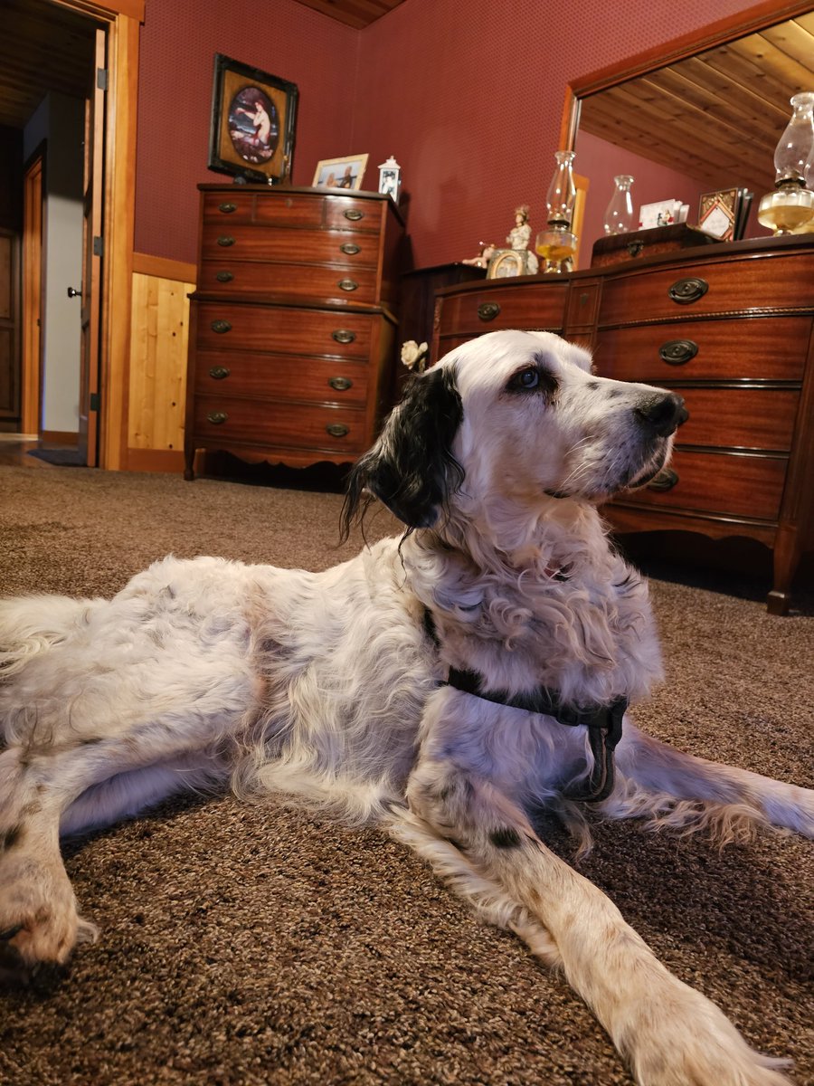 @coffee_anytime My 14.5 yo setter. It's hard for him to get up on his own but yesterday he did - a couple times so he could come stay by my side. Been sick with the new covid for a week.