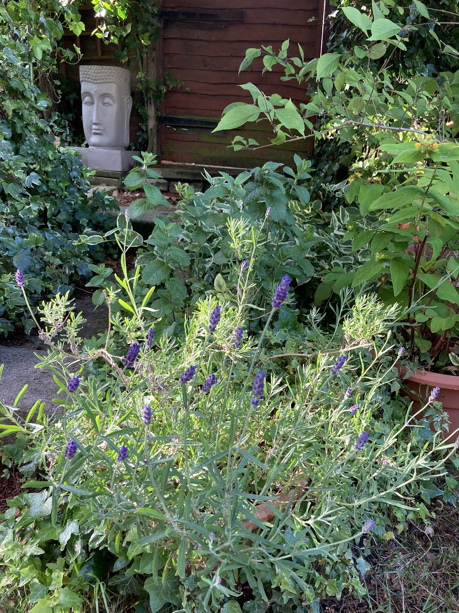 Jan_Lentzos's tweet photo. #SixOnSaturday #InMyGarden #WildlifeGarden #Bee #CotoneasterCornubia #Petunia #Cuphea #Calibrachoa #Verbena #Phlox #Coleus #Lavender #Mint #Callicarpa #Hypericum #Gardening #RedAdmiral #Butterfly #Escallonia #FloweringShrub #GreenHollyBerries #EmbracingTheSeasons #JuneInMyGarden https://t.co/MQA1tbzl4l