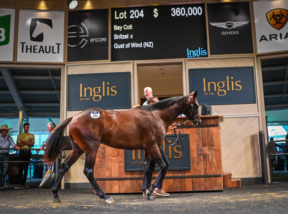 anz_news's tweet photo. The regally bred TRANSATLANTIC (2 c Snitzel - Gust Of Wind) wins the QTIS 2YO Mdn Plate (1350m) at @DoombenRacing giving a 15th 2YO winner to @ArrowfieldStud's SNITZEL this season 👏

Trained by @tonygollan TRANSATLANTIC was a 360K @inglis_sales Easter buy from @SegenhoeGroup  for @tonygollan / Harbour Equine / John Foote Bloodstock.

📷 @inglis_sales