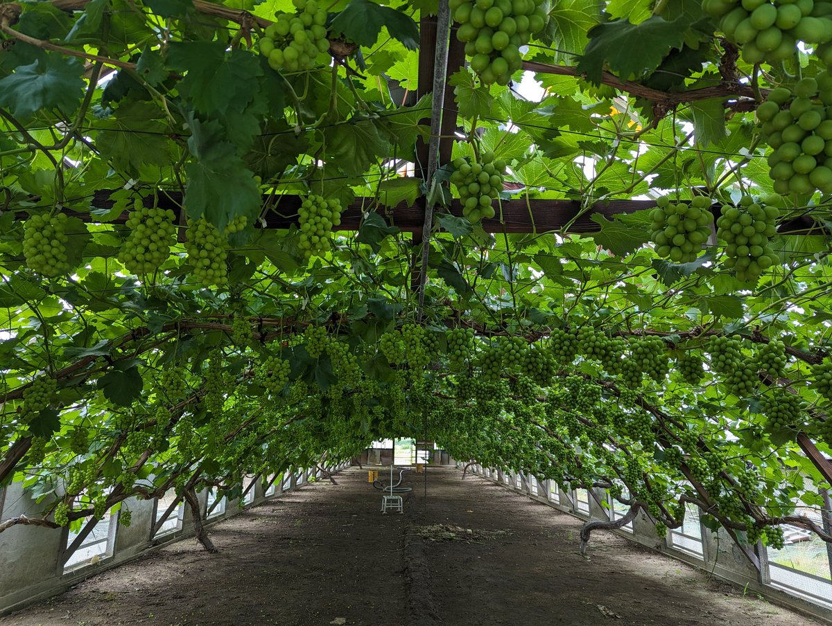 okurimonofarm's tweet photo. 朝からぶどう農家さんに訪問してきました♪
粒が大きくなって順調に育ってきてます！！🍇🍇

#シャインマスカット #岡山おくりものファーム 
#岡山県赤磐市 https://t.co/lEiWc4F9n6