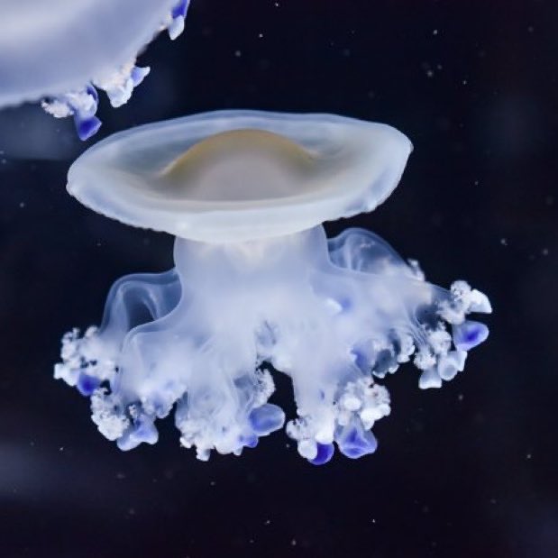 fried egg jellyfish 🍳