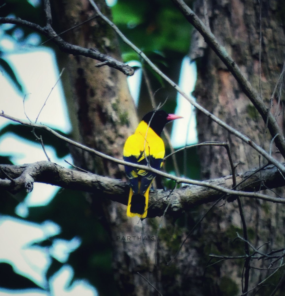 Black-Hooded Oriole - Birds of Mahananda.
@IndiAves @lumix_india @Britnatureguide @NatGeoIndia @NatureIn_Focus @natgeowild #BirdsOfTwitter #BirdsSeenIn2023 #TwitterNatureCommunity #BBCWildlifePOTD #BirdsOfTwitter #birdphotography #ThePhotoHour #NaturePhotograhpy