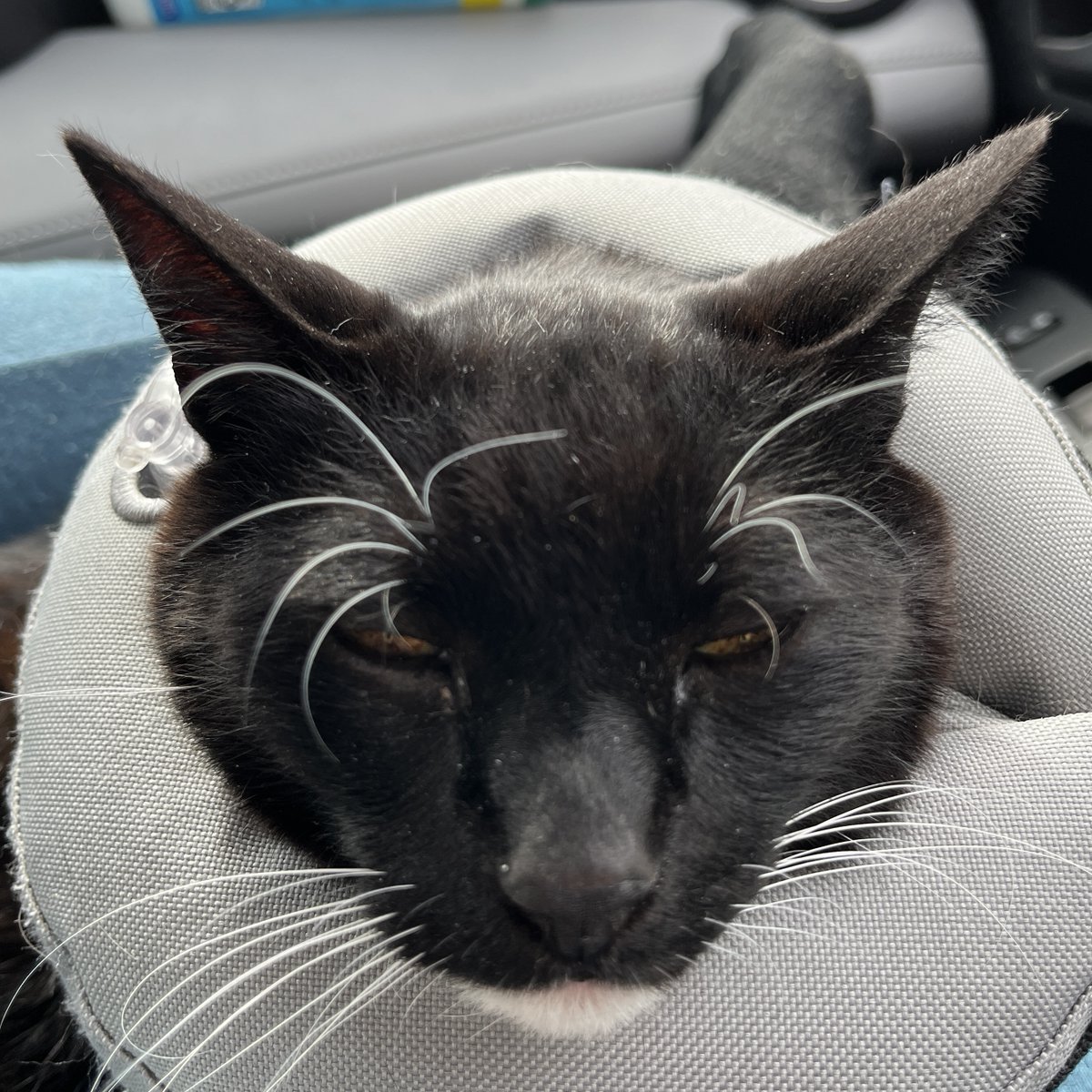 Harpo has to wear the donut one more day, since the incisions are irritated from having the stitches pulled. A Redditor gave us a ride & he was SO good in the car! I wrote about all the details on my blog: ko-fi.com/post/Harpo-Hea…

#CatsOfTwitter #ZSHQ #TuxieGang #TuxieTuesday