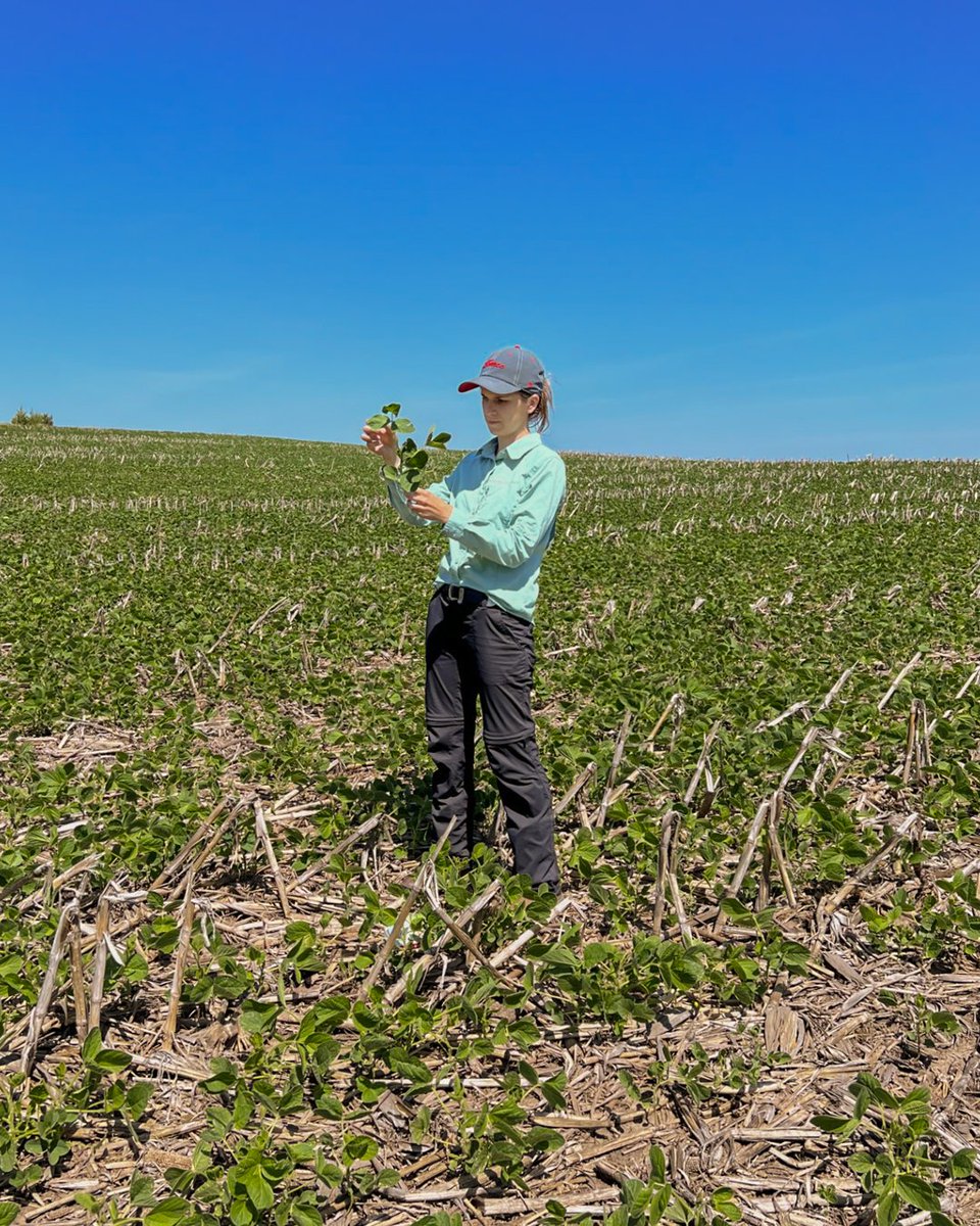 <a href="/AgTechLaura/">Laura Thompson</a> and <a href="/PuntelLab/">Laila Puntel</a> have been working with Dr. Ignacio Ciampitti to research how soybean protein and oil vary within fields. To learn more about the study, check out this article!👇🏼
cropwatch.unl.edu/2023/nebraska-…