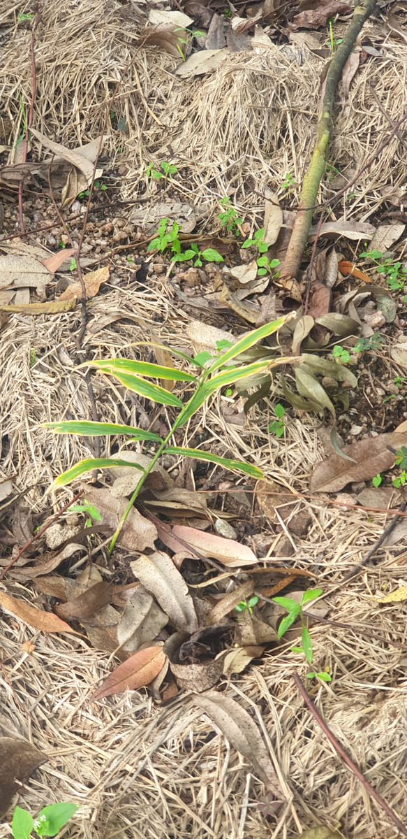 Date plant thriving.