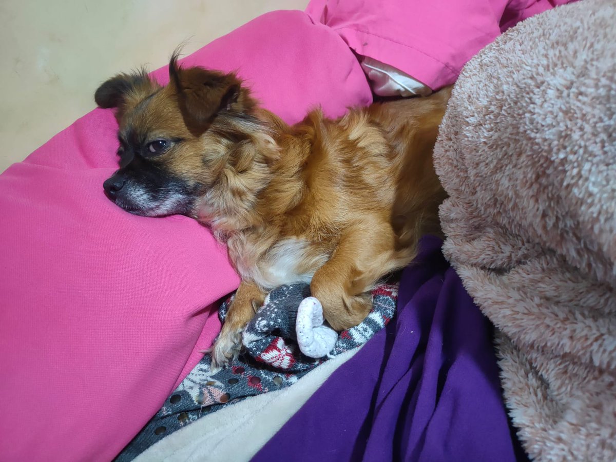 krodi's tweet photo. Ayuda por favor, cerca a las 6pm mi perrita que responde al nombre de CUY, se perdió en Tablada de Lurin en Vmt. Es muy nerviosa cuando no esta rodeada de su familia, no le gusta que otros perritos se acerquen. Por favor ayuda su para encontrarla. Contacto Camila :  922650947 https://t.co/xscTgiDnDd