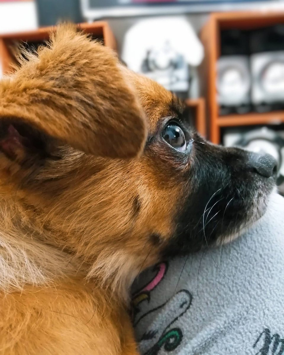 krodi's tweet photo. Ayuda por favor, cerca a las 6pm mi perrita que responde al nombre de CUY, se perdió en Tablada de Lurin en Vmt. Es muy nerviosa cuando no esta rodeada de su familia, no le gusta que otros perritos se acerquen. Por favor ayuda su para encontrarla. Contacto Camila :  922650947 https://t.co/xscTgiDnDd