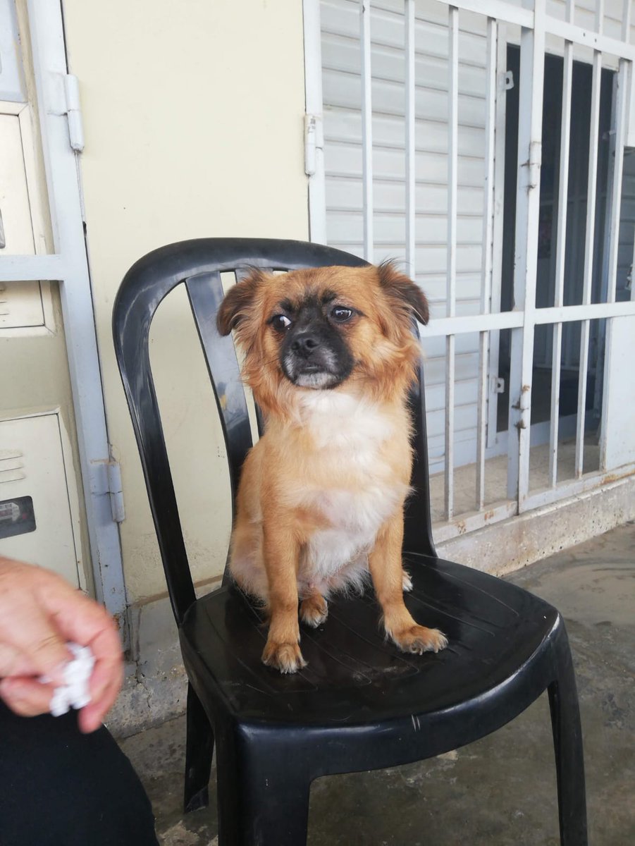krodi's tweet photo. Ayuda por favor, cerca a las 6pm mi perrita que responde al nombre de CUY, se perdió en Tablada de Lurin en Vmt. Es muy nerviosa cuando no esta rodeada de su familia, no le gusta que otros perritos se acerquen. Por favor ayuda su para encontrarla. Contacto Camila :  922650947 https://t.co/xscTgiDnDd