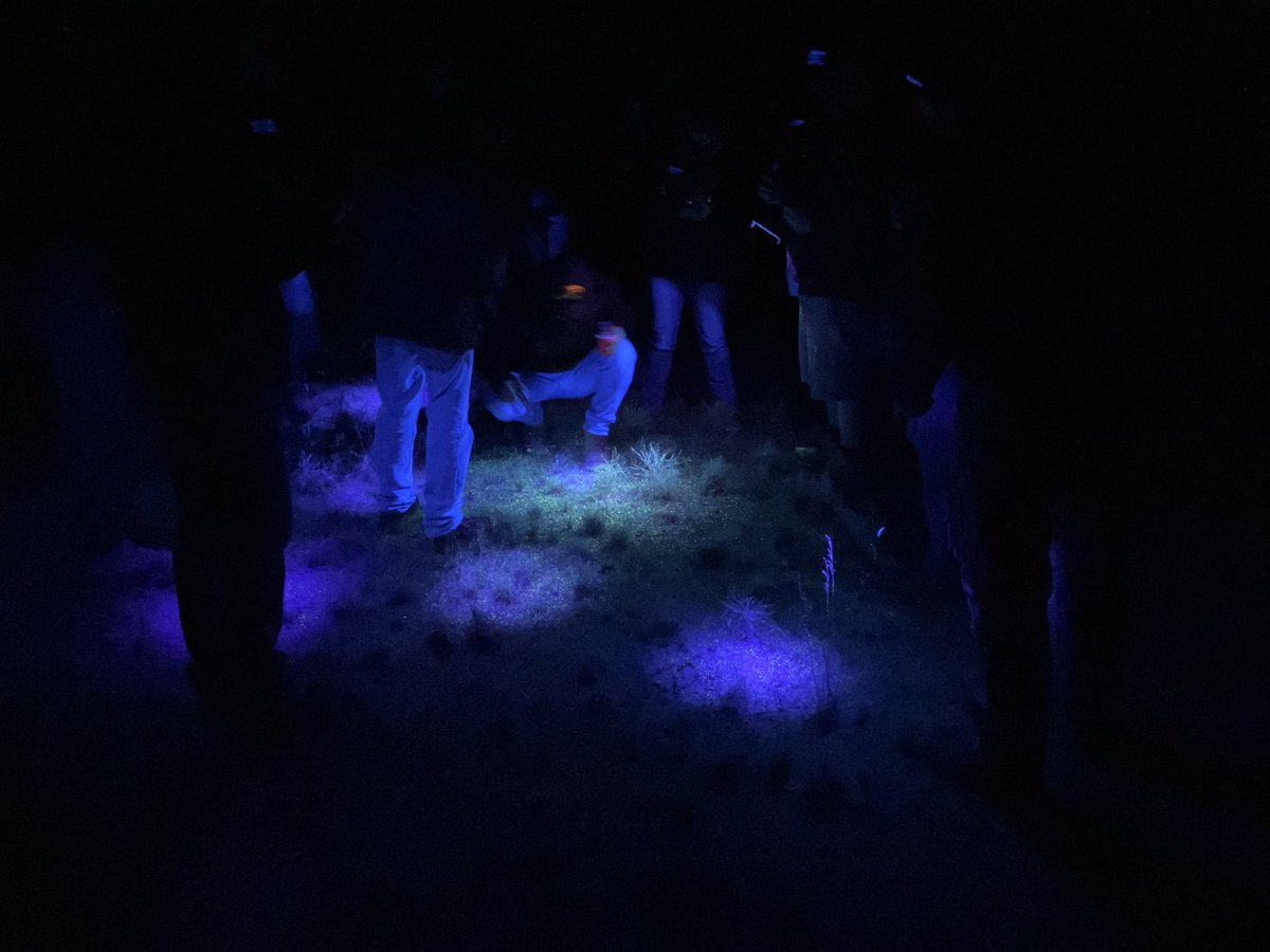 DanielP31166171's tweet photo. Monday: cold night at Moorine Rock under the blacklights looking at spray applications and coverage. Thanks to @Callum_Wesley and FEAR Group for hospitality. On to Narembeen and Corrigin for more bush doofs. @NufarmAustralia @Croplands @CFIG_AG https://t.co/AuEY0mXGDx