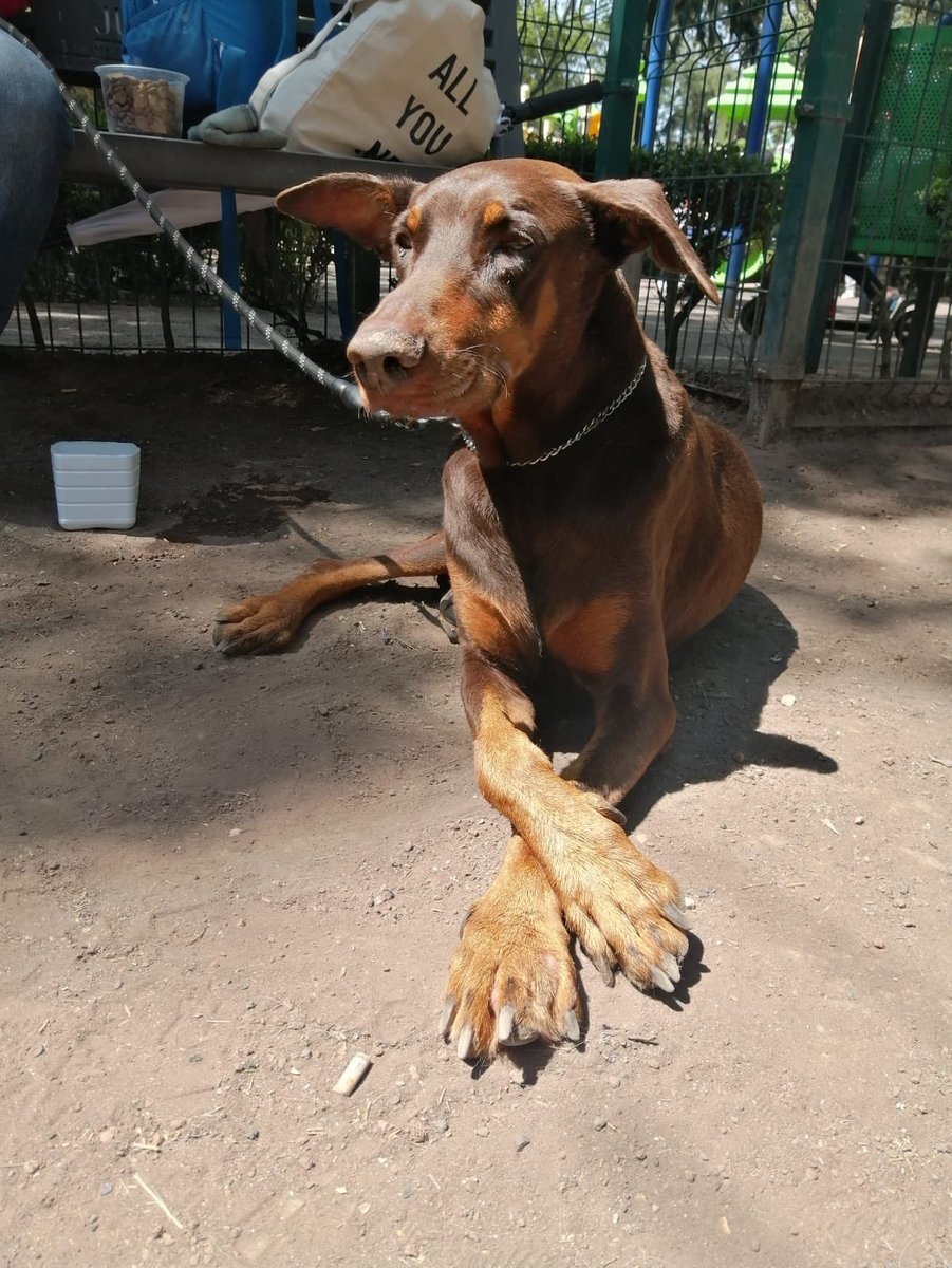 GarraAmor's tweet photo. Amigos queremos pedirles un favor especial. Draco necesita un hogar temporal con urgencia. Ama a los niños, a otros perros y pasear. Es ya un perrito adulto mayor y no le está yendo muy bien en la pensión donde está. Se siente muy deprimido y confundido https://t.co/5jfD4UkgF0