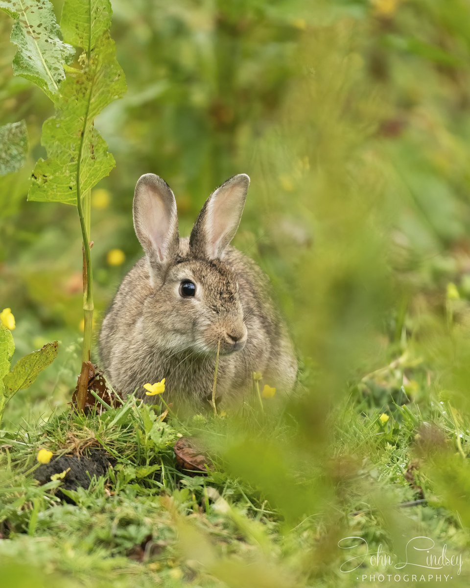 Good #Wedneaday morning #followers. Here’s another wild rabbit shot from last weekends shoot. #bbcspringwatch #bbcearth #BBCWildlifePOTD #bbccountryfilemagpotd @UKNikon @LancashirePics @WildlifeMag @BBCCountryfile @BBCSpringwatch