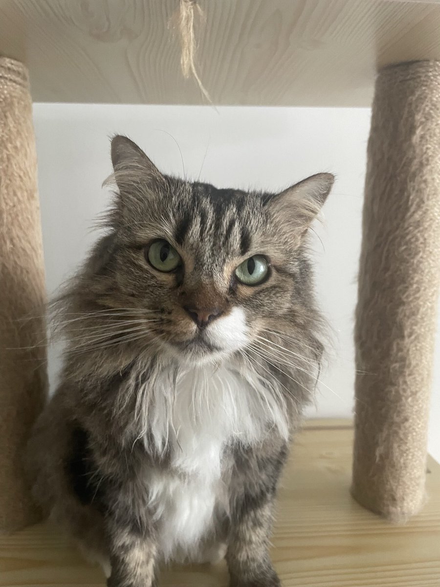 popositinursham's tweet photo. Semalam nangis dalam shower pastu datang lah budak ni duk meow2 pastu kiss kita jilat muka kita, kira pujuk la jangan nangis dah☺️ mana lah tak syg ngan dia ni, selalu ada time kita tgh down, hari2 tido sebelah teman kita. I don't need other human cukup lah ada you sorang molly❤️ https://t.co/NsSvvmSmuS