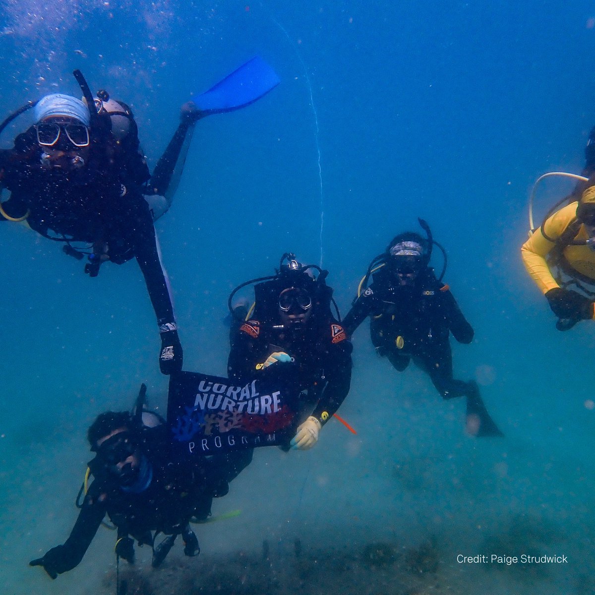 Earlier this month, researchers from UTS Science and the Coral Nurture Program took part in Coralpalooza, planting coral fragments using the innovative CloralClip. Find out more: t.ly/QQhu @CoralNurture @emmafcamp #Coralpalooza2023 #coral #science #research #GBR