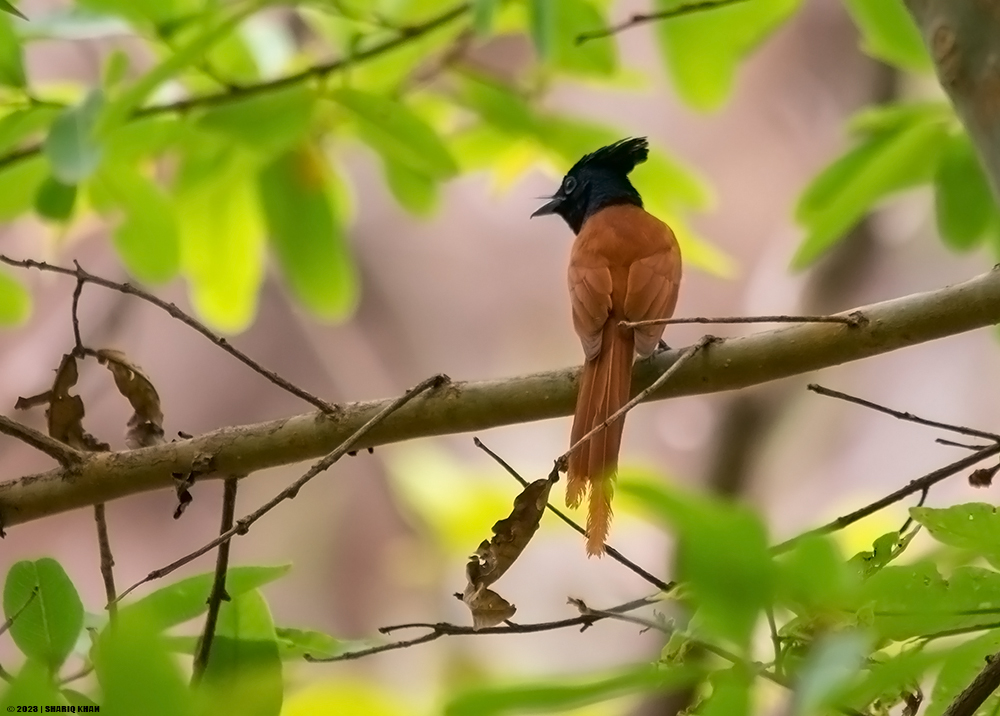 khanshariqind's tweet photo. Indian Paradise Flycatcher
#birds #indore #BirdsSeenIn2023 #indianbirds #birdsofmadhyapradesh #birdsofindore #birdsofindia #birdsofindiansubcontinent #nature #statebird #statebirdofmadhyapradesh #birding #flycatcher #summervisitor #migratorybirds #wildlife #birdsphotography https://t.co/FIApn5JHr5