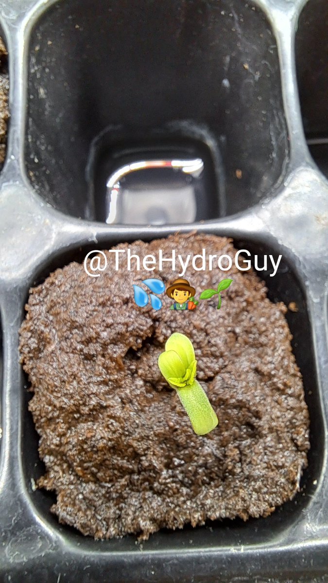 I'm 99% sure that this baby Black Opal x Zkittles @irvineseedco tester is a freakin tripoid!! Only 1 out of 2 mutations left on the bucket list and my favorite overall!! Only missing twins now. So excited 🥹. Thank you @breeder_j 
#homegrown #growyourown #420community #irvinearmy