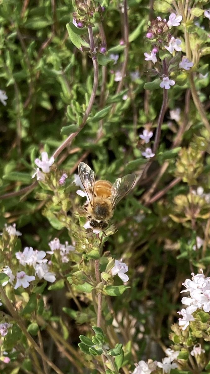 Just a bee on thyme