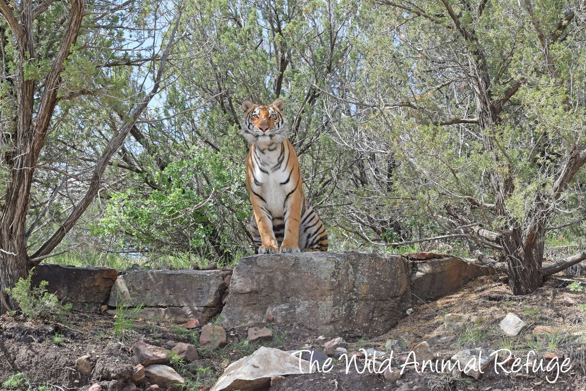 Picture Of The Day! 
Location: The Wild Animal Refuge, Springfield, CO.

Female Tiger Alita, who was rescued from the Island of Guam in 2022, enjoys every part of her 25-acre habitat at the Wild Animal Refuge near Springfield, Colorado.