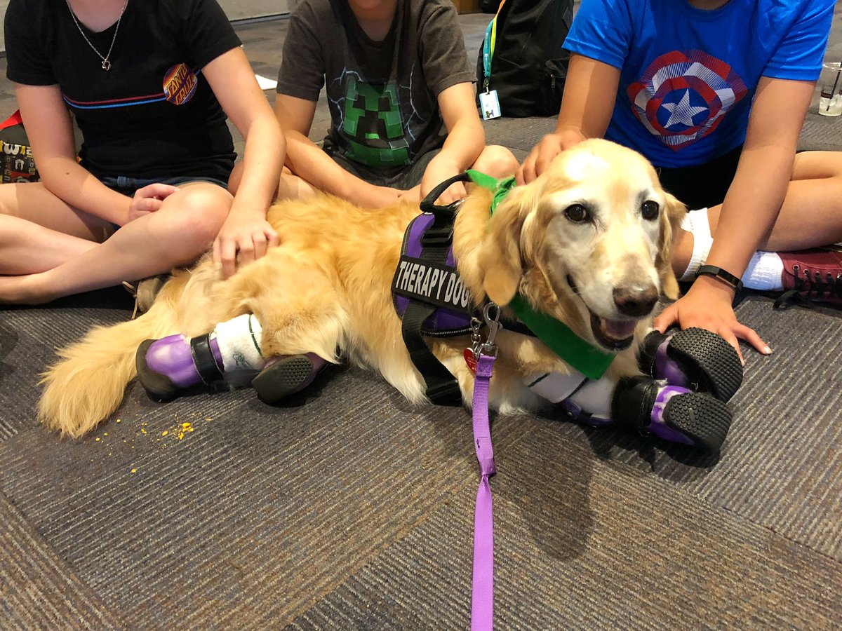 ChiChiRescueDog's tweet photo. Sweet memories when Chi Chi visited a group of kids at summer camp. 

We shared Chi Chi’s story and encouraged them to never give up when they face adversity. Her ability to inspire and encourage people was truly extraordinary. 💜

@dog_rates #amputee #therapydog https://t.co/SgaquAxCvA