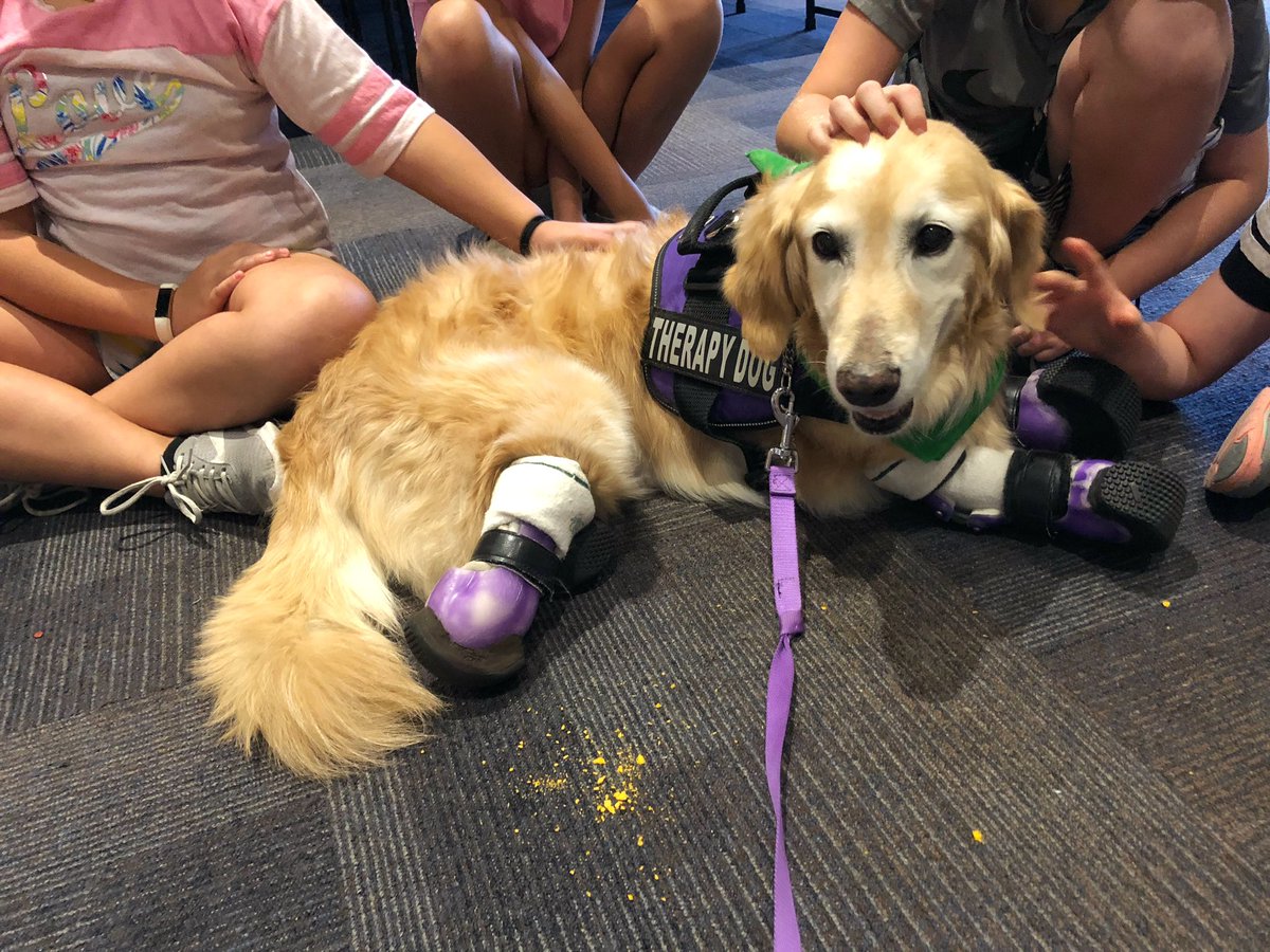 Sweet memories when Chi Chi visited a group of kids at summer camp. 

We shared Chi Chi’s story and encouraged them to never give up when they face adversity. Her ability to inspire and encourage people was truly extraordinary. 💜

<a href="/dog_rates/">WeRateDogs</a> #amputee #therapydog