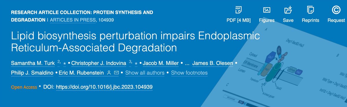 VJ Rubenstein (@rubenstein_lab) on Twitter photo Excited to share this work in peer-reviewed form!
ER proteostasis is sensitive to perturbed lipid homeostasis!
This project spanned 10 yr of work & 18 HS, UG & master's projects. >200 UGs in CUREs participated.
jbc.org/article/S0021-…
<a href="/BallState/">Ball State</a> <a href="/BallStateCSH/">Ball State CSH</a> <a href="/BiologyBSU/">Ball State Biology</a>
1/6 Excited to share this work in peer-reviewed form!
ER proteostasis is sensitive to perturbed lipid homeostasis!
This project spanned 10 yr of work & 18 HS, UG & master's projects. >200 UGs in CUREs participated.
jbc.org/article/S0021-…
<a href="/BallState/">Ball State</a> <a href="/BallStateCSH/">Ball State CSH</a> <a href="/BiologyBSU/">Ball State Biology</a>
1/6