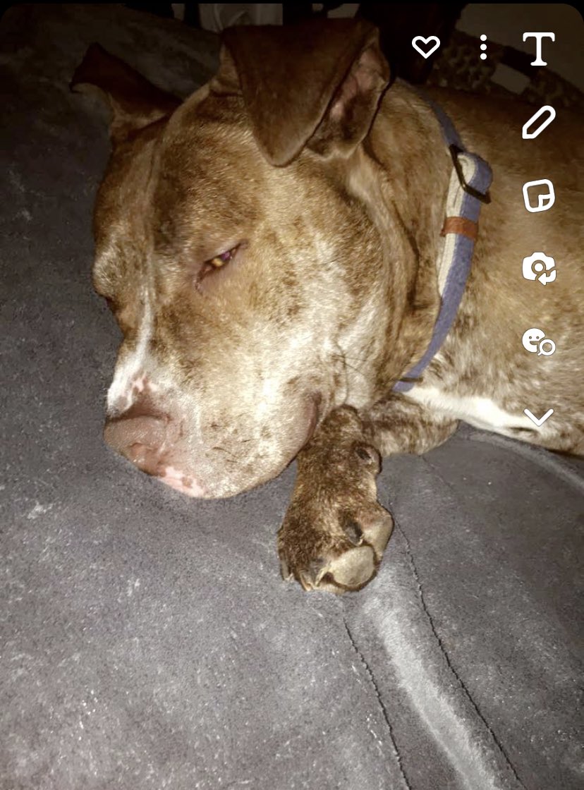 tocushad's tweet photo. @Minnesnowta23 @erectums @DailyLoud Real pit right here! my boy was a gentle giant😮‍💨 https://t.co/I5BEHVT6dG