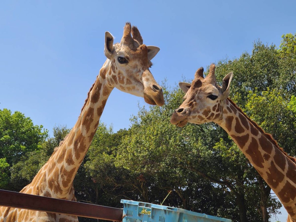 本日、6月21日は”世界キリンの日“です🦒

Facebookもご覧下さい↓
m.facebook.com/story.php?stor…

#東武動物公園
#世界キリンの日
#worldgiraffeday
#アミメキリン
#キリン