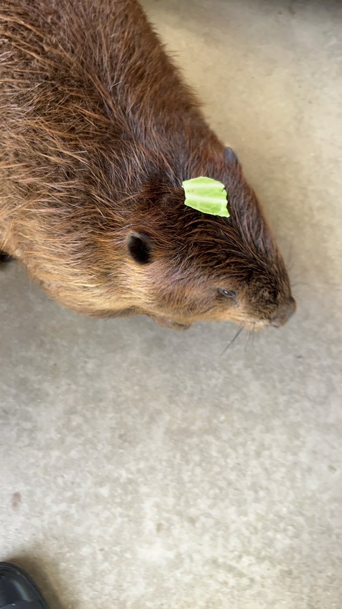 ヘアアクセサリー？🥬

#アメリカビーバー 
#americanbeaver 
#トリアスふれあい動物園