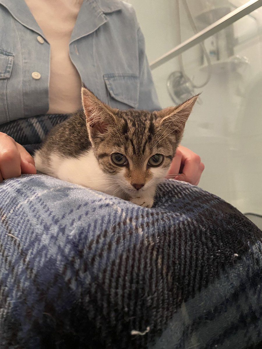 _mouse_house's tweet photo. I’ve been stalking my backyard for two sleepless nights and I finally got him today. Now idk what to do with myself tonight lol I’m just so stoked he/she is safe 🥺🥰😁 https://t.co/UNZpoqpBsH